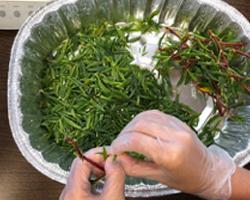 Removing Sea Purslane leaves for nutritional analysis